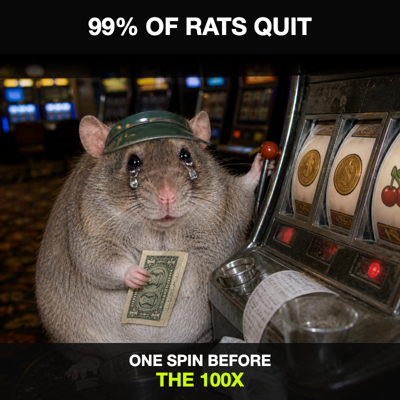 cashrat gambling its last dollar one spin before the 100x